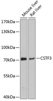 CSTF3 Antibody in Western Blot (WB)