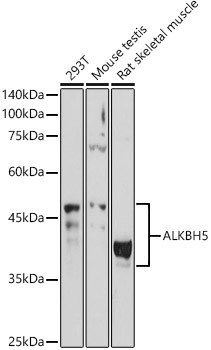 ALKBH5 Antibody in Western Blot (WB)
