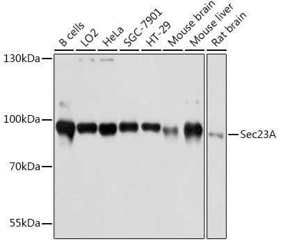 SEC23A Antibody in Western Blot (WB)