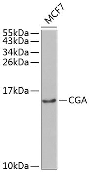 CGA Antibody in Western Blot (WB)