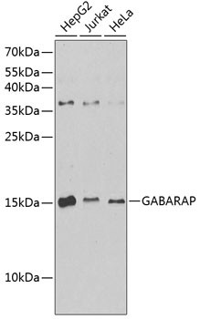 GABARAP Antibody in Western Blot (WB)