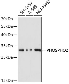 PHOSPHO2 Antibody in Western Blot (WB)