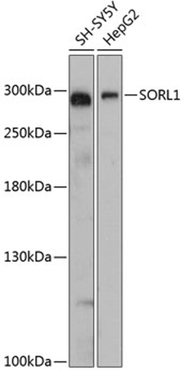 SORL1 Antibody in Western Blot (WB)