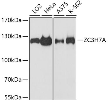 ZC3H7A Antibody in Western Blot (WB)
