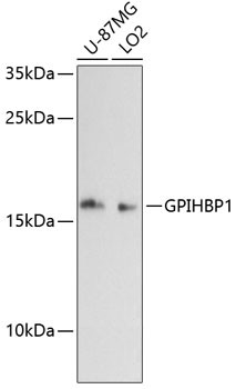 GPIHBP1 Antibody in Western Blot (WB)