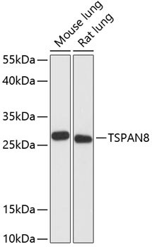 TSPAN8 Antibody in Western Blot (WB)