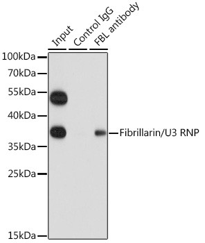 Fibrillarin Antibody in Immunoprecipitation (IP)