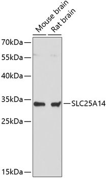SLC25A14 Antibody in Western Blot (WB)
