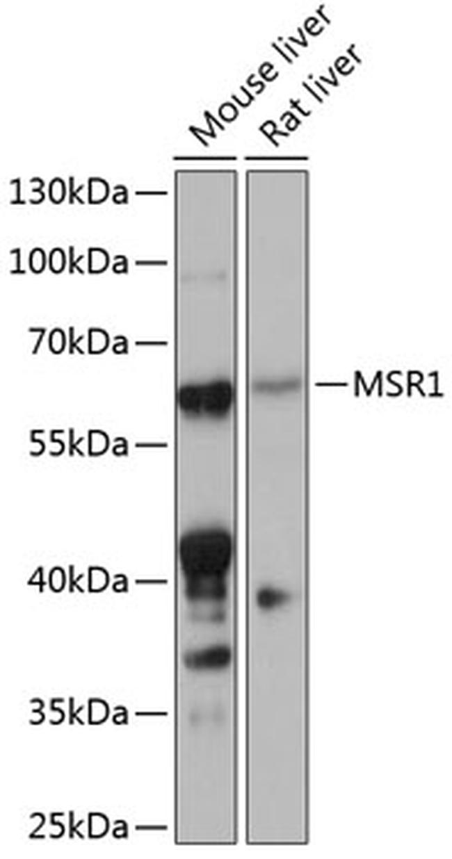 CD204 Antibody in Western Blot (WB)