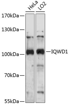 DCAF6 Antibody in Western Blot (WB)