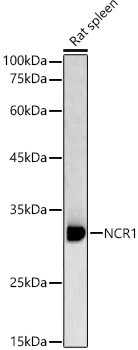 CD335 (NKp46) Antibody in Western Blot (WB)