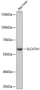 SLC47A1 Antibody in Western Blot (WB)