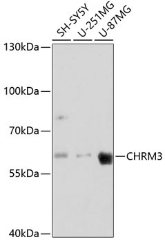 CHRM3 Antibody in Western Blot (WB)