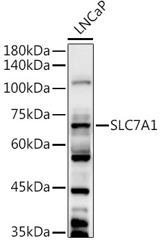 SLC7A1 Antibody in Western Blot (WB)