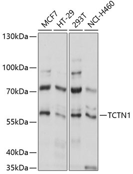 TCTN1 Antibody in Western Blot (WB)