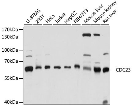 Cdc23 Antibody in Western Blot (WB)