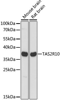 TAS2R10 Antibody in Western Blot (WB)
