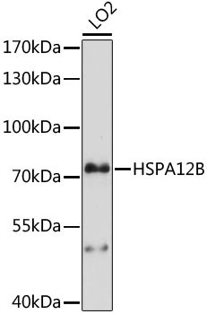 HSPA12B Antibody in Western Blot (WB)