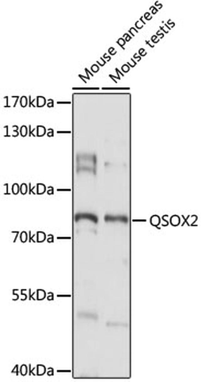 QSOX2 Antibody in Western Blot (WB)