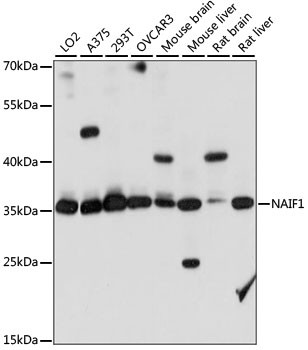 NAIF1 Antibody in Western Blot (WB)