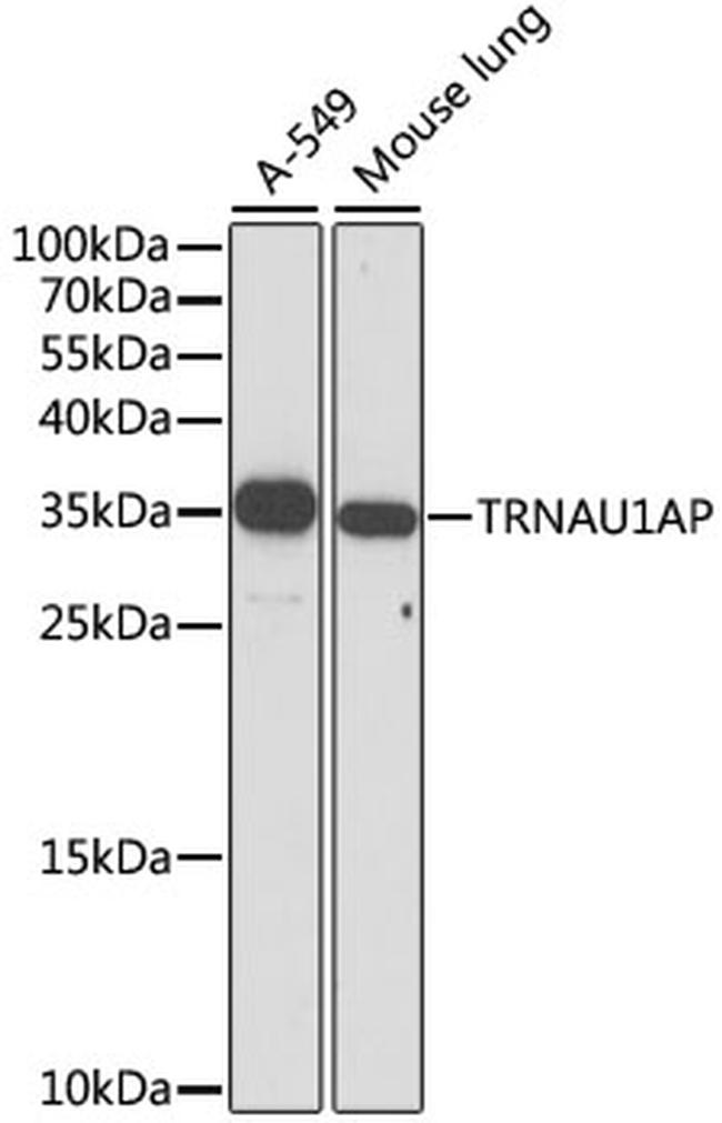 TRSPAP1 Antibody in Western Blot (WB)