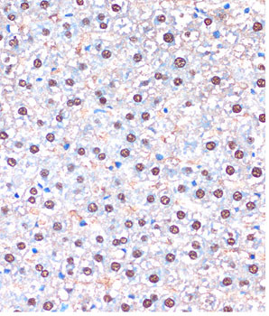 UBA5 Antibody in Immunohistochemistry (Paraffin) (IHC (P))