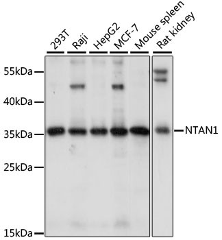 NTAN1 Antibody in Western Blot (WB)
