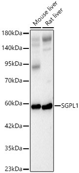 SGPL1 Antibody in Western Blot (WB)
