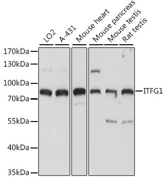 ITFG1 Antibody in Western Blot (WB)