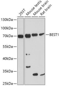 Bestrophin 1 Antibody in Western Blot (WB)