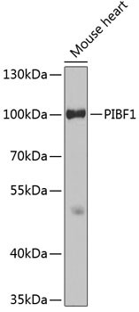 PIBF1 Antibody in Western Blot (WB)