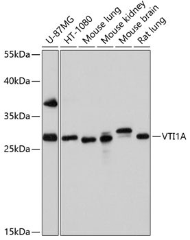 VTI1A Antibody in Western Blot (WB)