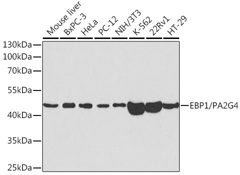 EBP1 Antibody in Western Blot (WB)