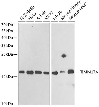 TIM17 Antibody in Western Blot (WB)