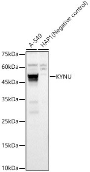 KYNU Antibody in Western Blot (WB)