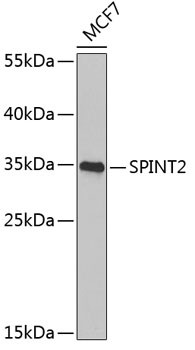 HAI-2 Antibody in Western Blot (WB)