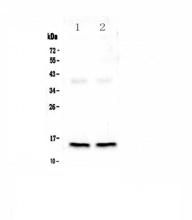 FABP3 Antibody in Western Blot (WB)