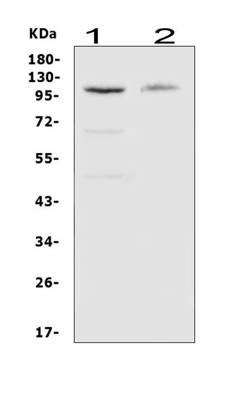 CSF1R Antibody in Western Blot (WB)