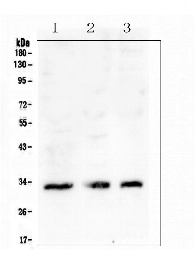 FCGR2A Antibody in Western Blot (WB)