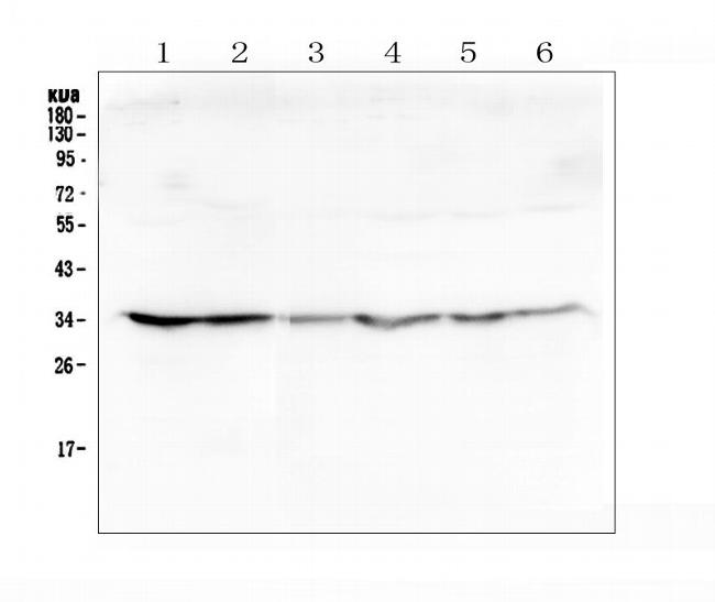 GOLPH3 Antibody in Western Blot (WB)