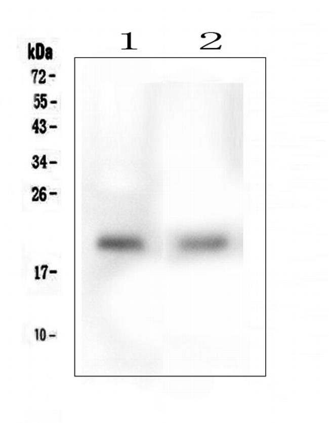 TMEM166 Antibody in Western Blot (WB)