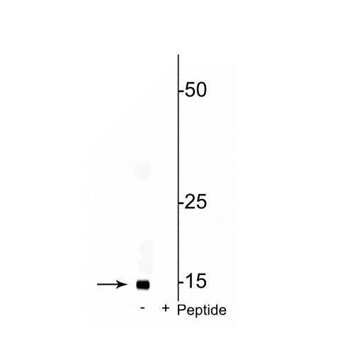 Phospho-COX4 (Ser58) Antibody in Western Blot (WB)