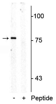 Phospho-SLC6A4 (Thr276) Antibody in Western Blot (WB)