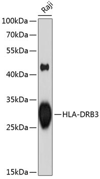 HLA-DRB3 Antibody in Western Blot (WB)