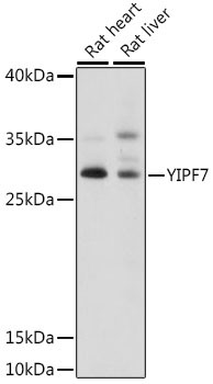 YIPF7 Antibody in Western Blot (WB)