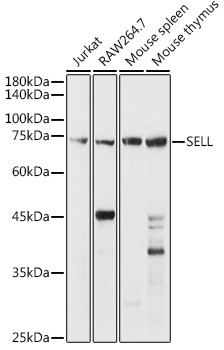 CD62L Antibody in Western Blot (WB)