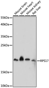 RPS17 Antibody in Western Blot (WB)