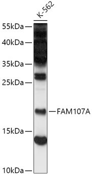 FAM107A Antibody in Western Blot (WB)