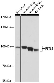 FSTL5 Antibody in Western Blot (WB)