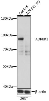 GRK2 Antibody
